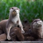 otters at the Chestnut Centre Conservation and Wildlife Park